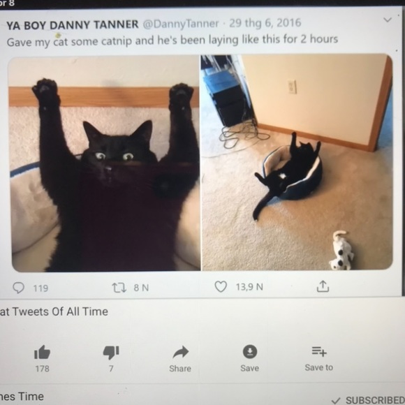 Funny Cat Photos! - Picture 6 of 15